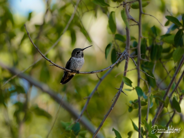 Anna's Hummingbird