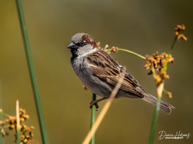 House Sparrow (Male)