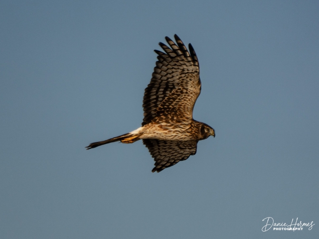 Northern Harrier Hawk