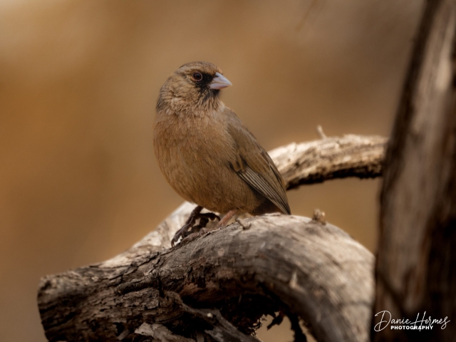 Abert's Towhee