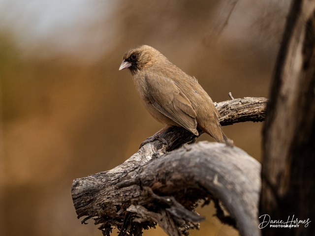 Abert's Towhee