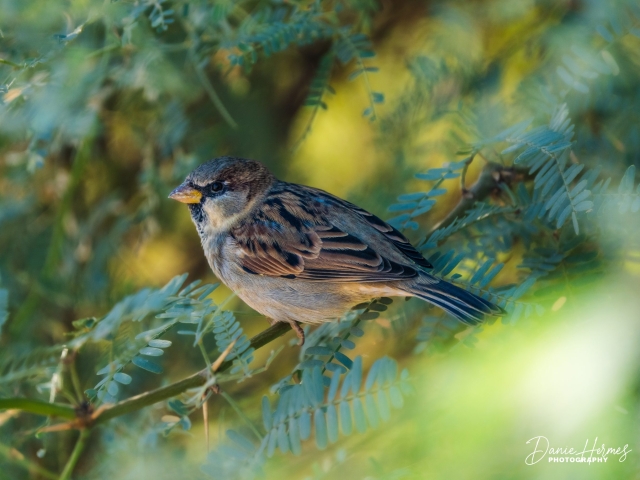 House Sparrow