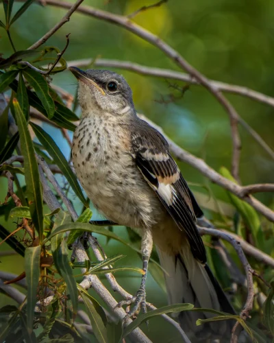 Northern Mocking Bird